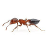 Acrobat Ant