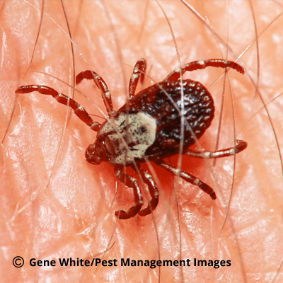 Ticks