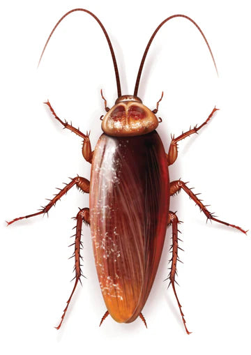 American Cockroach