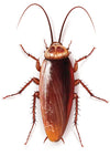 American Cockroach