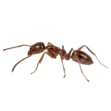 Argentine Ant