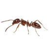 Argentine Ant