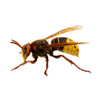 Hornet
