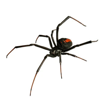 Black Widow