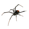 Black Widow