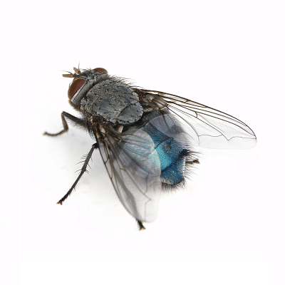 Blow Fly
