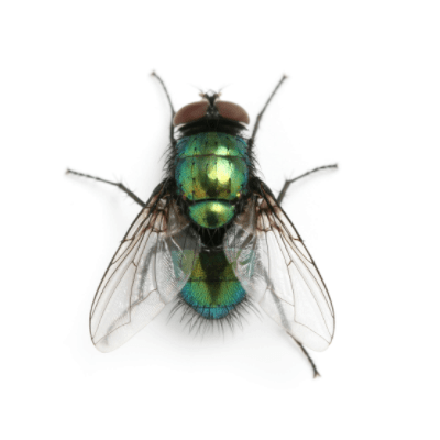Bottle Fly