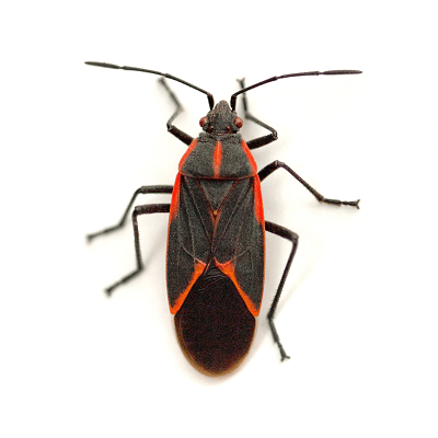 Boxelder Bug