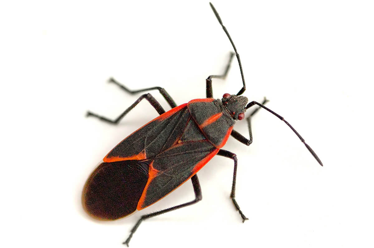 Boxelder Bugs