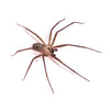 Brown Recluse