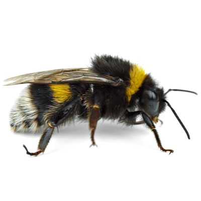 Bumble Bee
