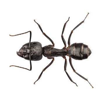 Carpenter Ant