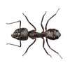 Carpenter Ant