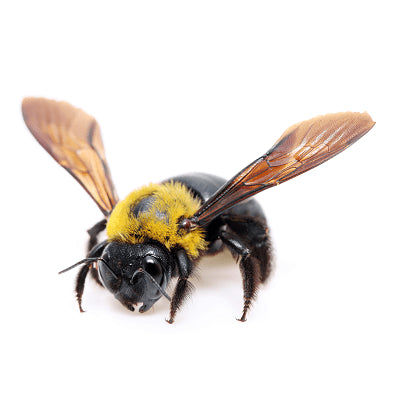 Carpenter Bee
