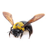 Carpenter Bee
