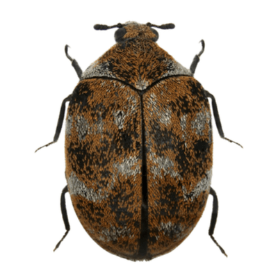 Carpet Beetles