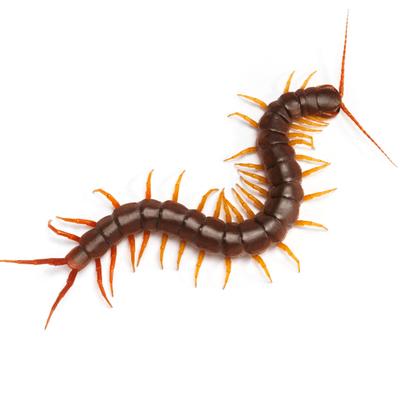 Centipedes
