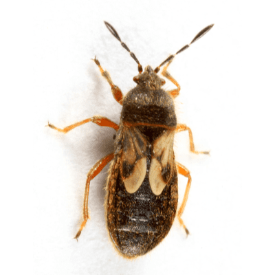 Chinch Bugs