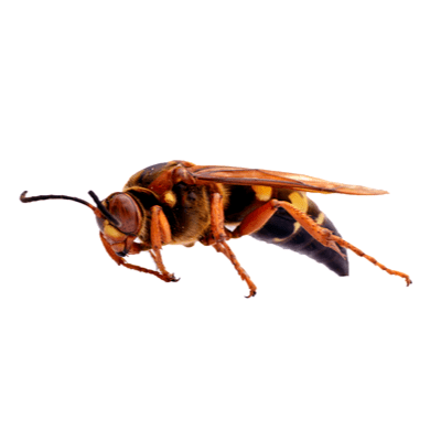 Cicada Killer