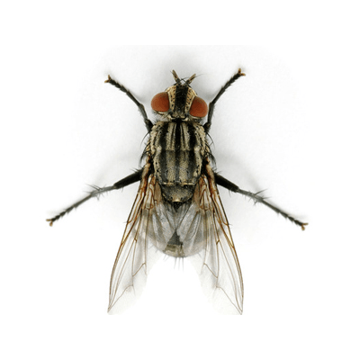 Cluster Fly