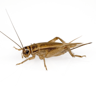 Crickets
