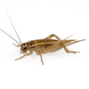 Crickets