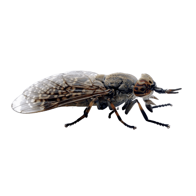Deer Fly