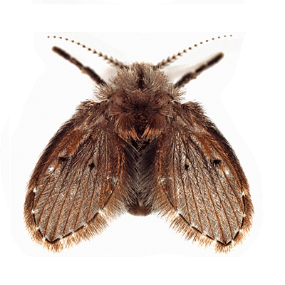 Drain (Moth) Fly Control