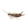Earwigs