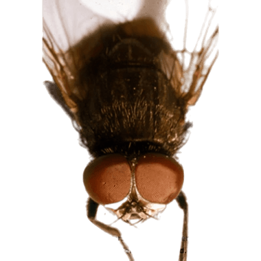 Face Fly