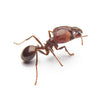 Fire Ant