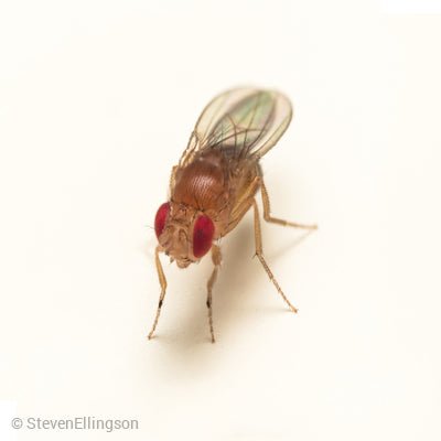Fruit Fly