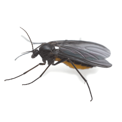 Fungus Gnat Control