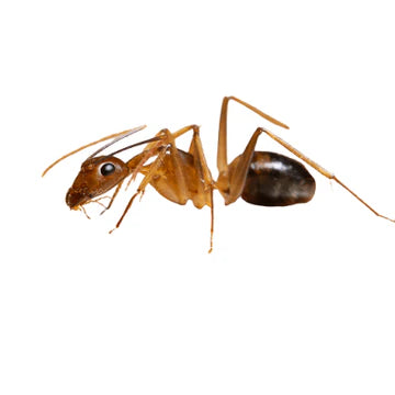 Ghost Ant