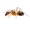 Ghost Ant
