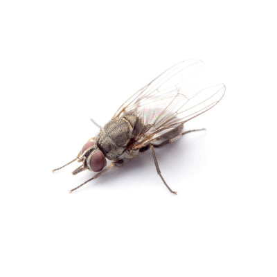Horn Fly