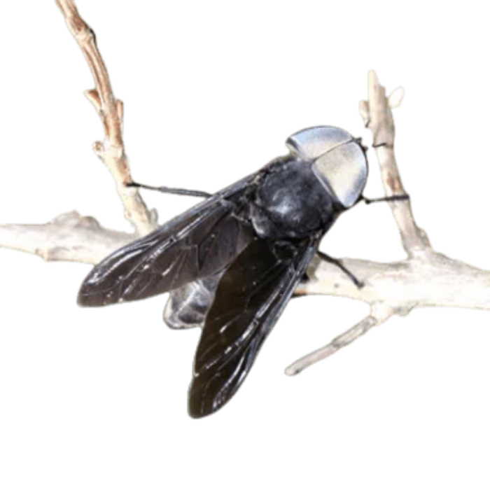 Horse Fly
