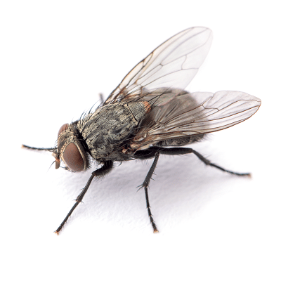 Flies