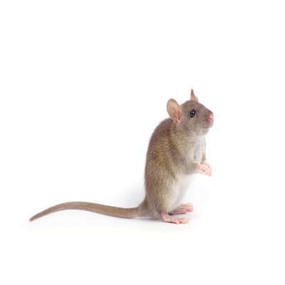 House Mouse