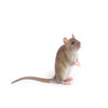 House Mouse