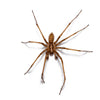 House Spider