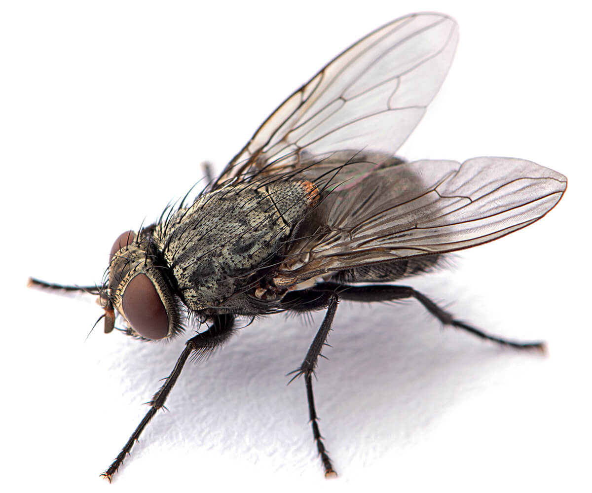 Fly Control in Metro Atlanta