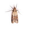 Pantry Pests