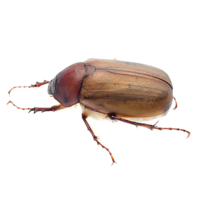 Lawn & Garden Pest Control in Metro Atlanta