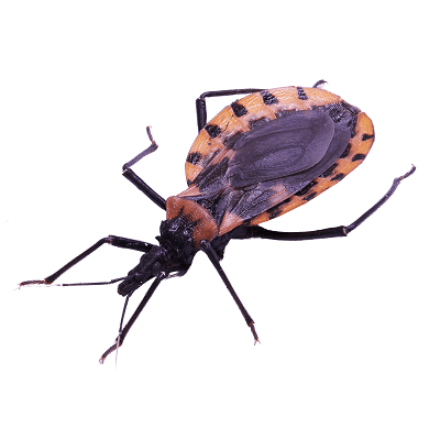Kissing Bug / Vampire Bug