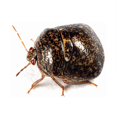Kudzu Bugs