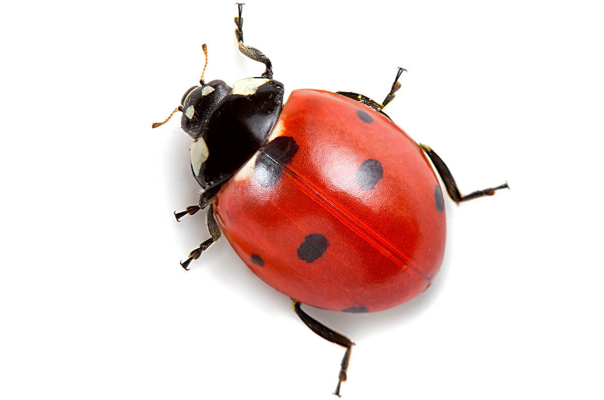 Ladybugs