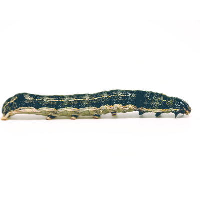Cutworm