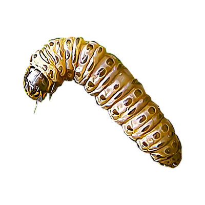 Sod Web Worm
