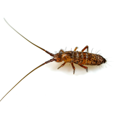 Springtail